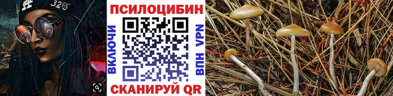 MEGA рабочий сайт  Петровск-Забайкальский  Галлюциногенные грибы Psilocybine cubensis  магазин  наркотиков 